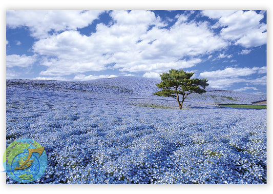 粉蝶花(茨城）