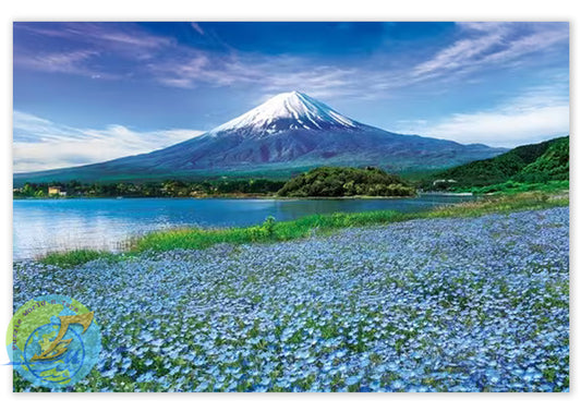 粉蝶花富士山